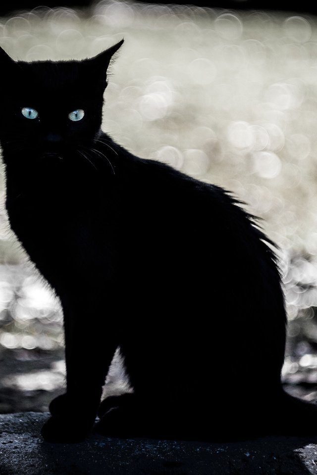 Обои глаза, фон, кошка, взгляд, котенок, eyes, background, cat, look, kitty разрешение 2000x1298 Загрузить