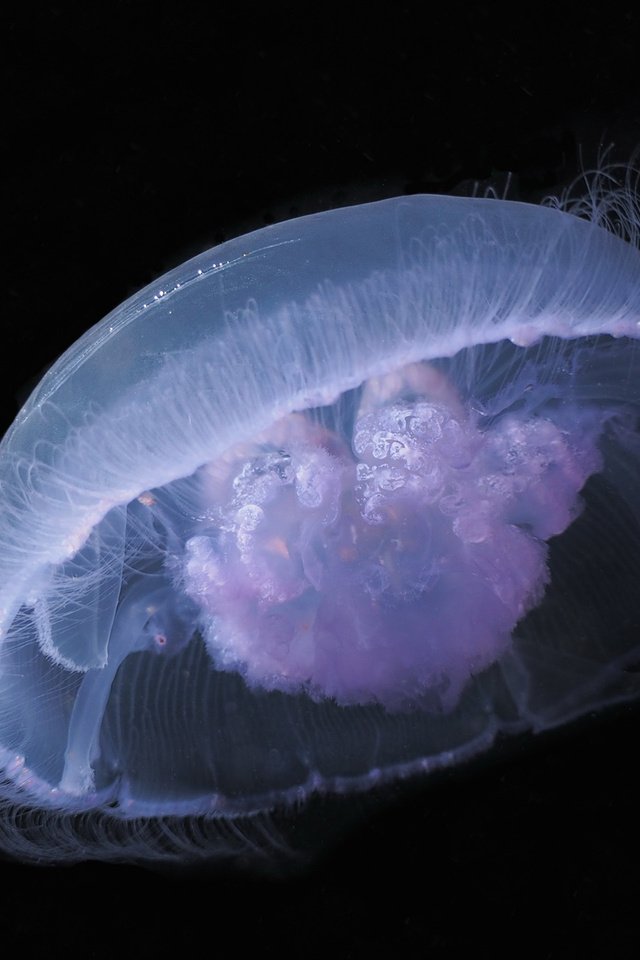Обои черный фон, медуза, подводный мир, black background, medusa, underwater world разрешение 1920x1440 Загрузить