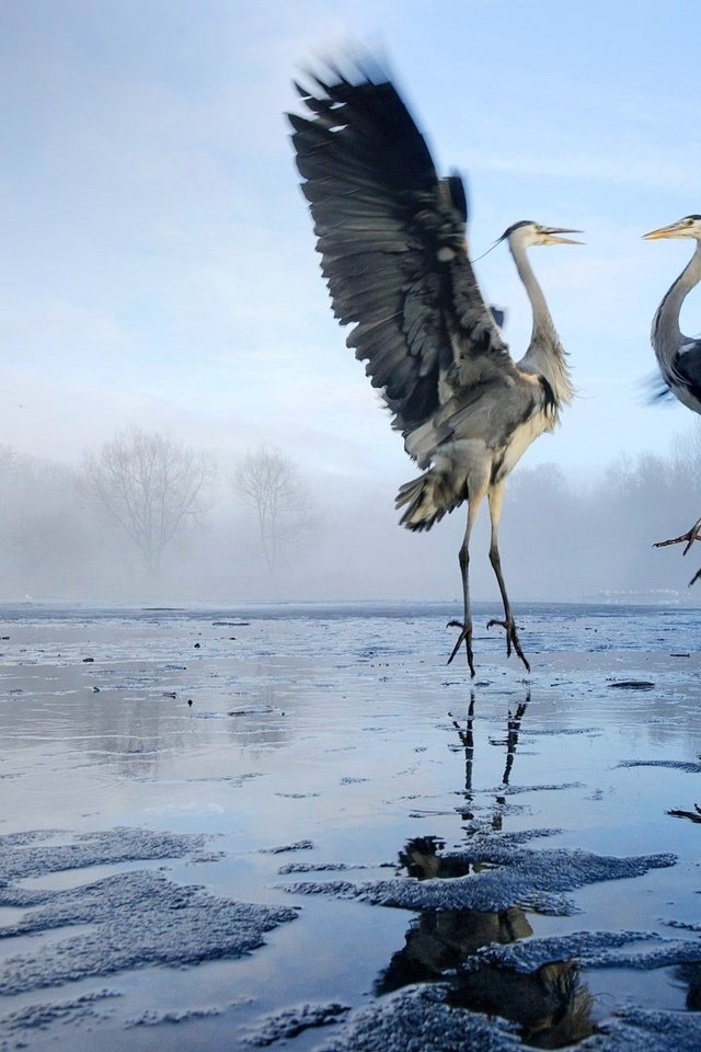 Обои озеро, крылья, птицы, цапля, цапли, lake, wings, birds, heron, herons разрешение 1920x1080 Загрузить