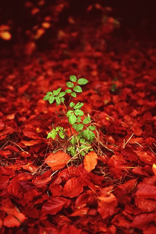Обои листья, листва, осень, росток, kieran elson, leaves, foliage, autumn, rostock разрешение 1920x1200 Загрузить