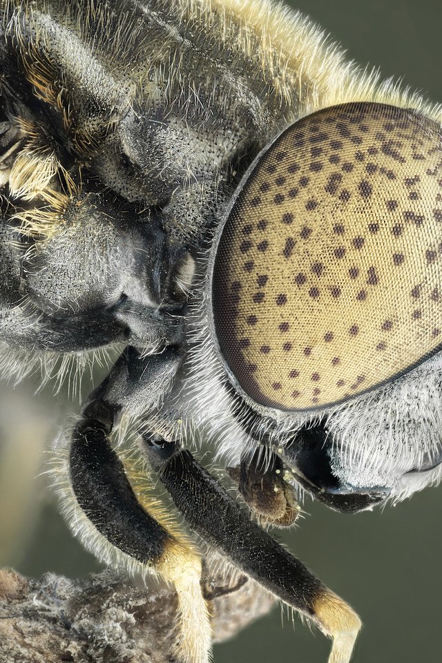 Обои макро, насекомое, муха, domingo roldan, macro, insect, fly разрешение 3840x2561 Загрузить