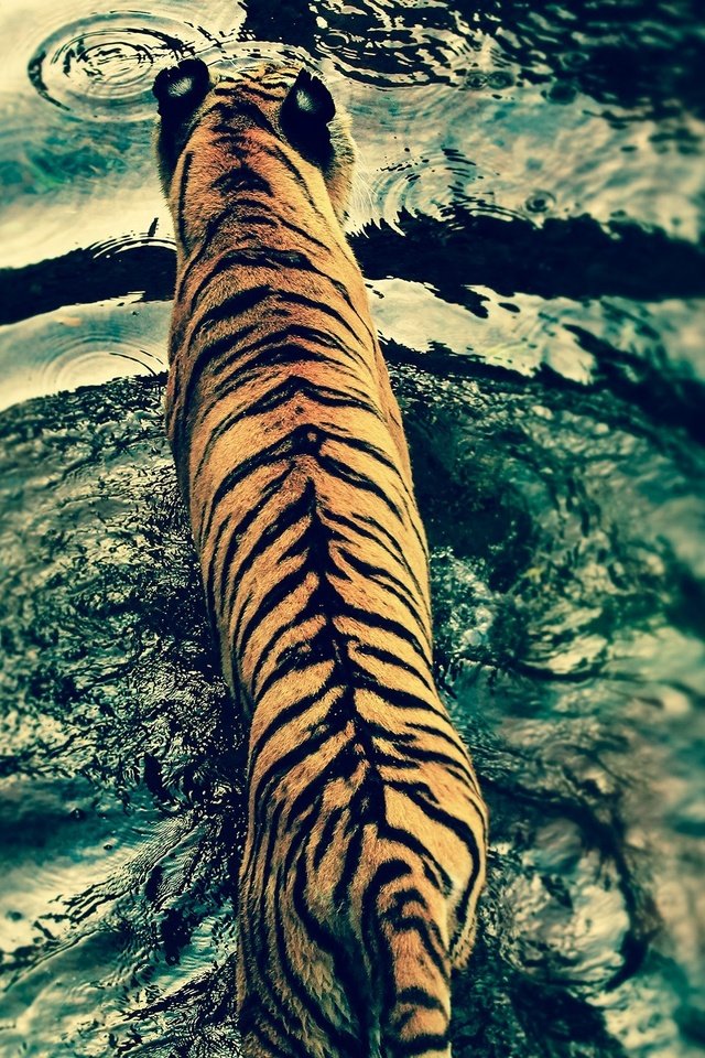 Обои тигр, вода, хищник, большая кошка, tiger, water, predator, big cat разрешение 2560x1440 Загрузить