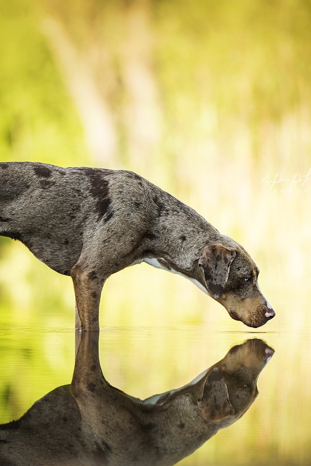 Обои вода, отражение, собака, catahoula leopard dog, леопардовая собака катахулы, water, reflection, dog, the catahoula leopard dog разрешение 1920x1200 Загрузить