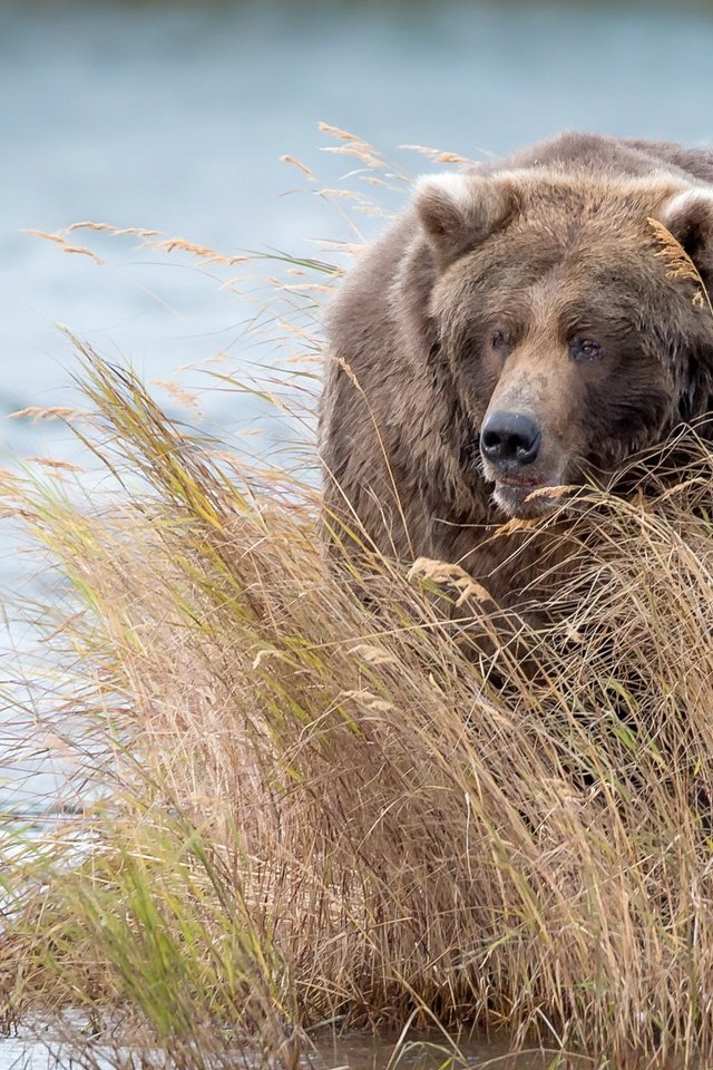 Обои вода, медведь, заросли, бурый медведь, water, bear, thickets, brown bear разрешение 2048x1294 Загрузить