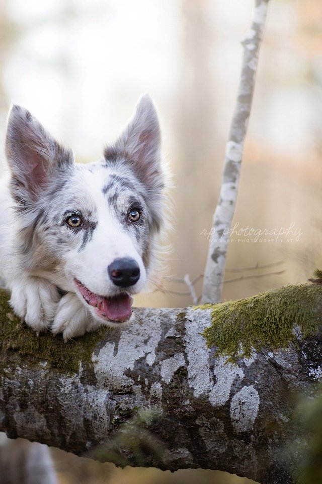 Обои дерево, мордочка, взгляд, собака, бордер-колли, цыри, dackelpup, tree, muzzle, look, dog, the border collie, ciri разрешение 2048x1269 Загрузить