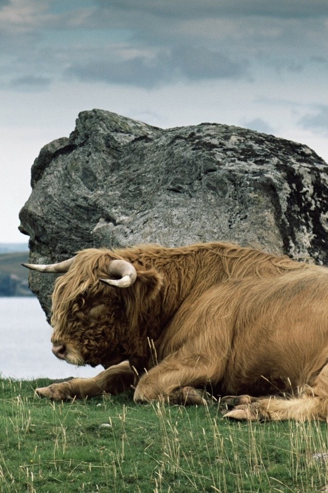Обои трава, камень, рога, дикая природа, бизон, зубр, дикий бык, grass, stone, horns, wildlife, buffalo, bison разрешение 1920x1080 Загрузить