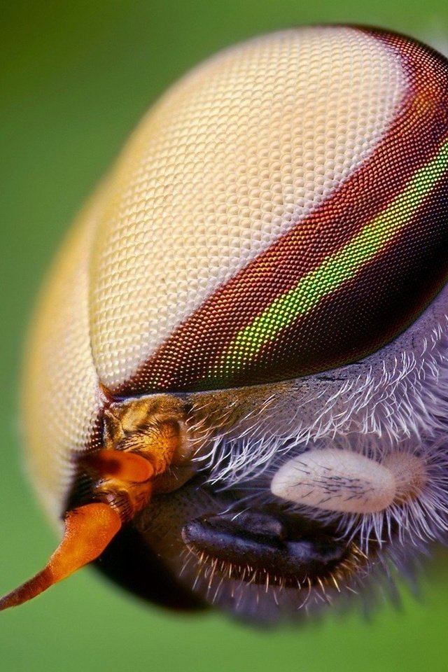 Обои глаза, макро, насекомое, муха, eyes, macro, insect, fly разрешение 1920x1200 Загрузить