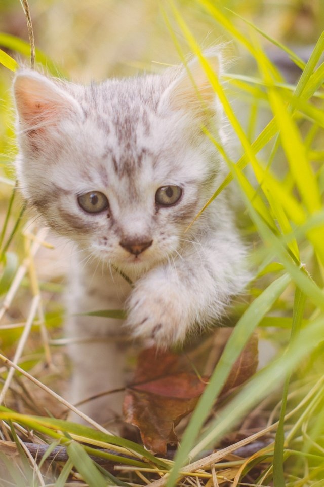 Обои трава, кот, мордочка, усы, кошка, взгляд, котенок, милый, grass, cat, muzzle, mustache, look, kitty, cute разрешение 2048x1367 Загрузить