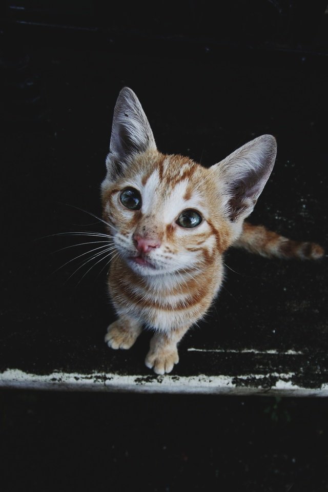 Обои кот, мордочка, усы, кошка, взгляд, котенок, черный фон, cat, muzzle, mustache, look, kitty, black background разрешение 4726x3151 Загрузить