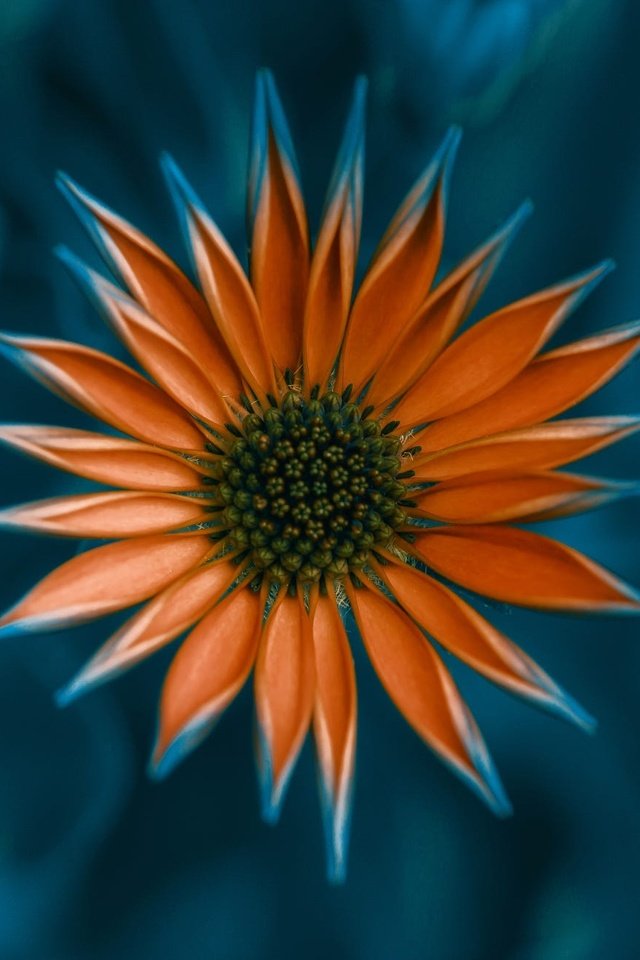 Обои цветок, лепестки, оранжевый, газания, flower, petals, orange, gazania разрешение 2000x1309 Загрузить