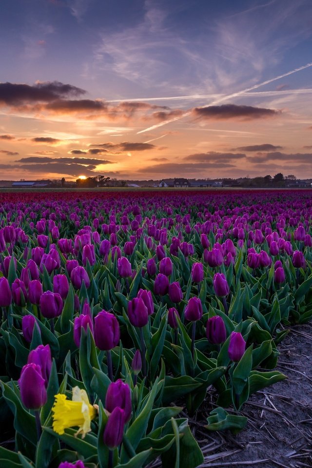 Обои небо, цветы, закат, пейзаж, поле, тюльпаны, the sky, flowers, sunset, landscape, field, tulips разрешение 3840x2160 Загрузить