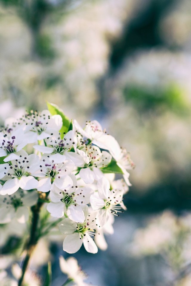 Обои цветы, ветка, цветение, размытость, весна, боке, flowers, branch, flowering, blur, spring, bokeh разрешение 4608x3456 Загрузить