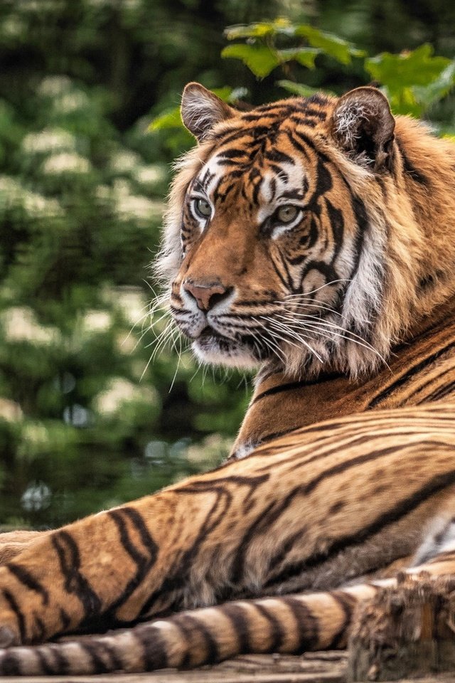 Обои тигр, морда, взгляд, хищник, дикая кошка, лежа, tiger, face, look, predator, wild cat, lying разрешение 1920x1209 Загрузить