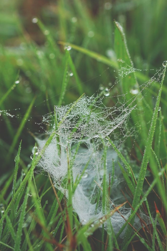 Обои трава, природа, роса, капли, паутина, grass, nature, rosa, drops, web разрешение 6000x4000 Загрузить