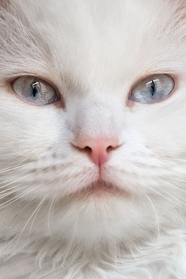 Обои мордочка, кошка, взгляд, голубые глаза, белая, пушистая, muzzle, cat, look, blue eyes, white, fluffy разрешение 3373x2605 Загрузить