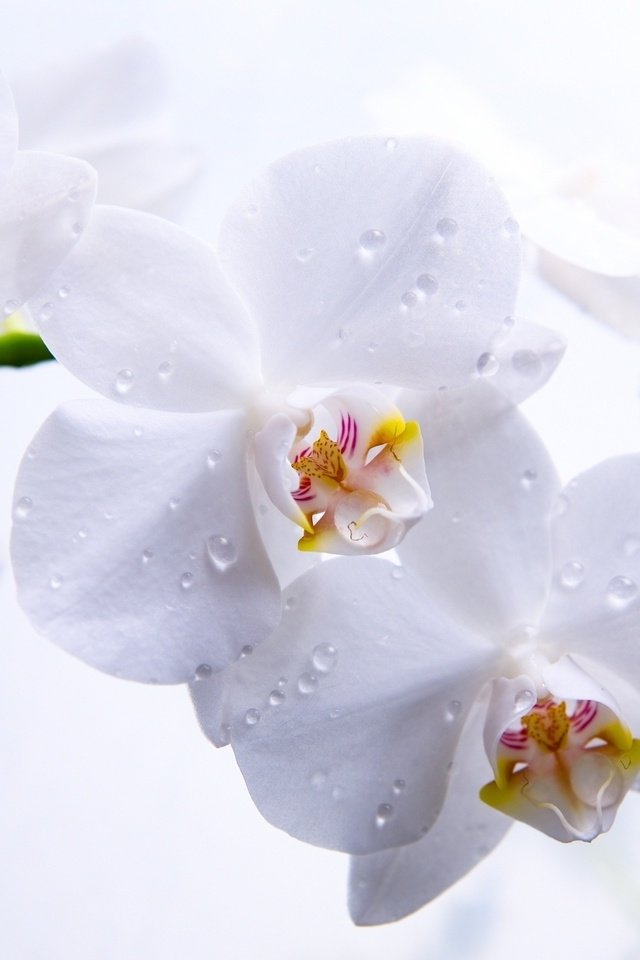 Обои цветы, капли, лепестки, белый фон, белые, крупный план, орхидеи, flowers, drops, petals, white background, white, close-up, orchids разрешение 2560x1600 Загрузить