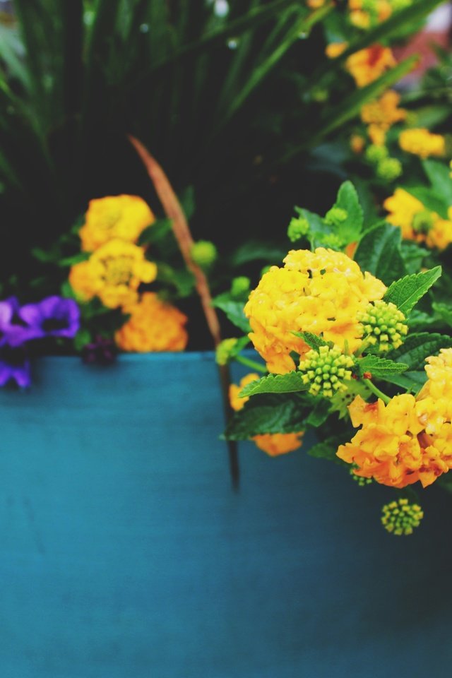 Обои цветы, желтые, горшок, flowers, yellow, pot разрешение 5184x3456 Загрузить