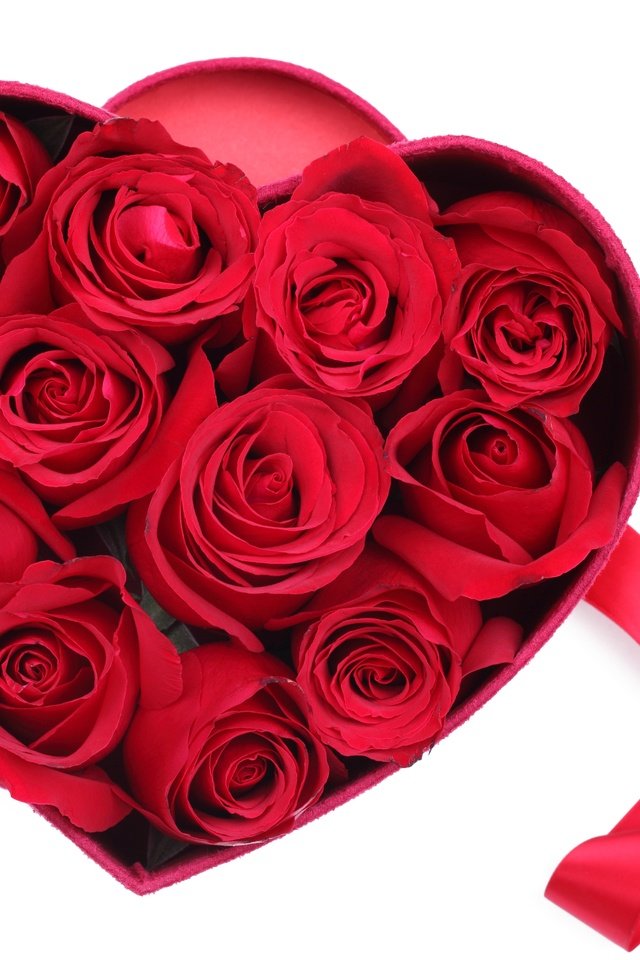 Обои цветы, розы, сердечко, сердце, красные розы, flowers, roses, heart, red roses разрешение 5616x3744 Загрузить