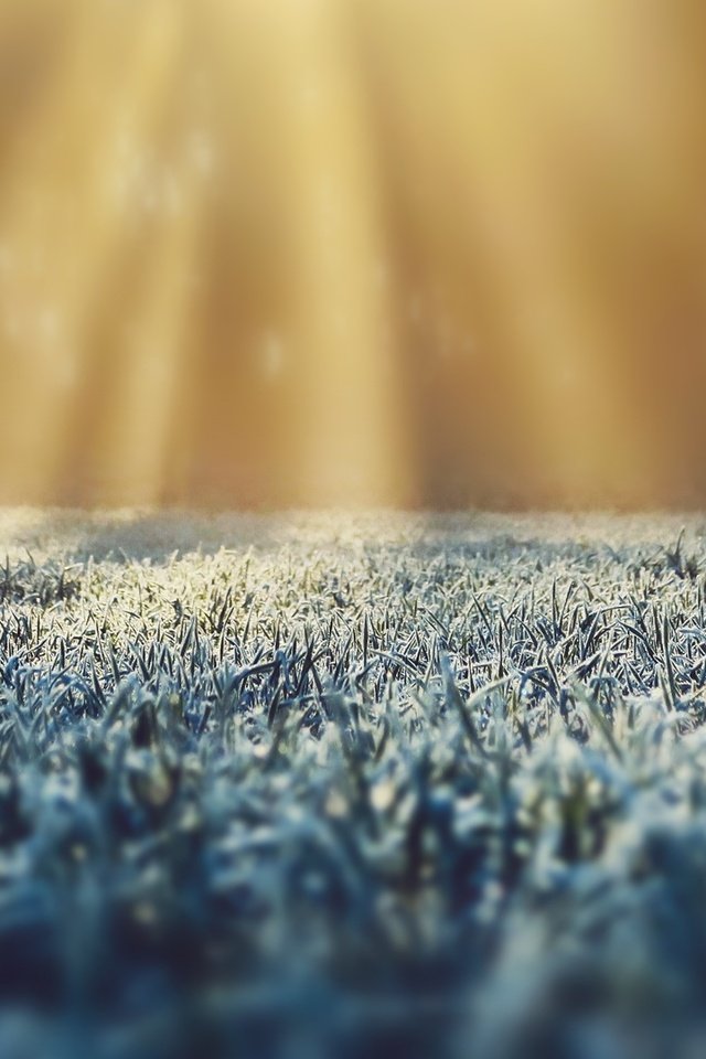 Обои трава, природа, иней, солнечные лучи, солнечный свет, grass, nature, frost, the sun's rays, sunlight разрешение 2560x1080 Загрузить