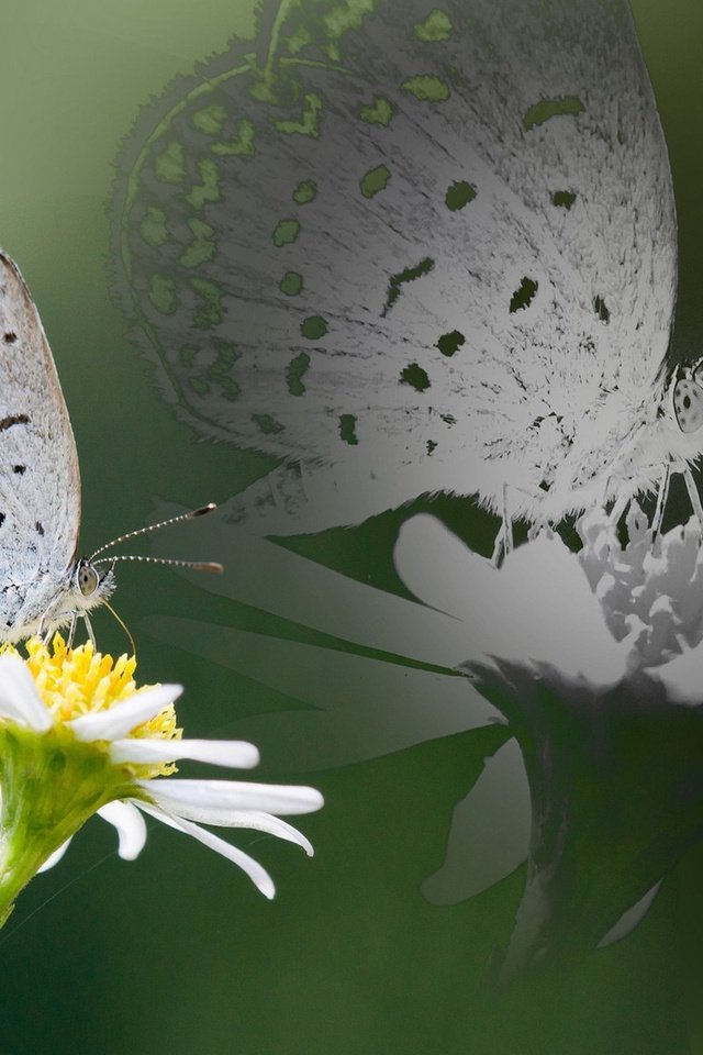 Обои насекомое, отражение, цветок, бабочка, крылья, ромашка, insect, reflection, flower, butterfly, wings, daisy разрешение 1920x1200 Загрузить