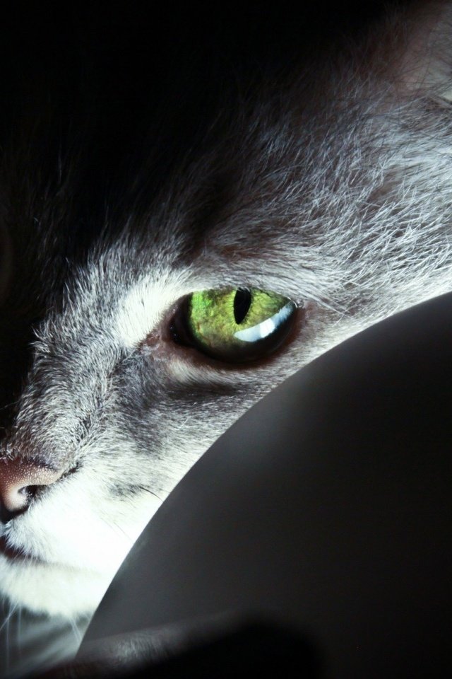 Обои глаза, фон, усы, кошка, взгляд, eyes, background, mustache, cat, look разрешение 1920x1200 Загрузить