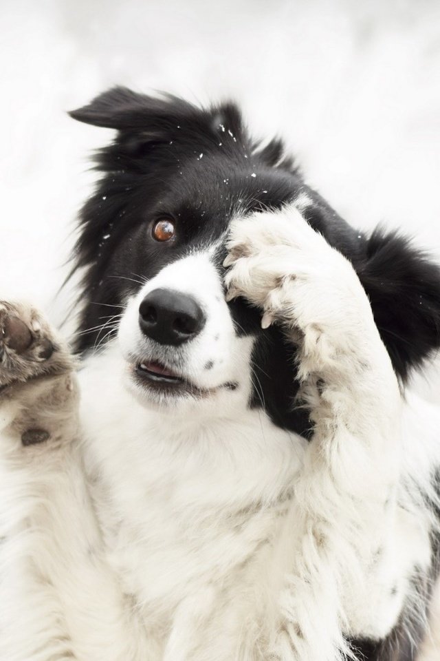 Обои природа, собака, животное, пес, лапки, бордер-колли, nature, dog, animal, legs, the border collie разрешение 1920x1080 Загрузить