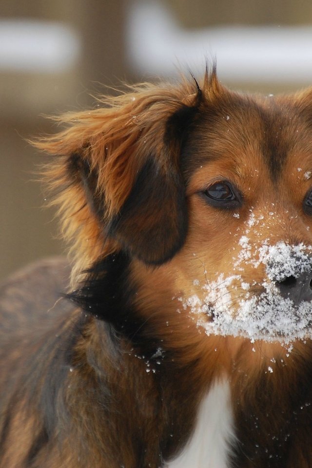 Обои глаза, снег, зима, мордочка, взгляд, собака, уши, eyes, snow, winter, muzzle, look, dog, ears разрешение 2560x1600 Загрузить