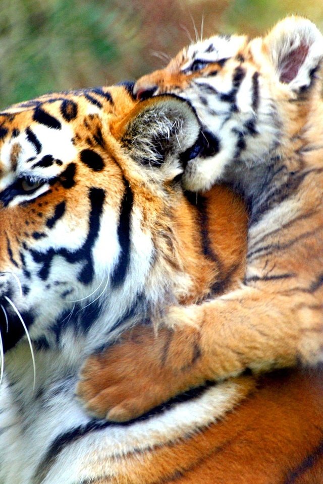 Обои тигр, животные, тигренок, дикие кошки, тигры, tiger, animals, wild cats, tigers разрешение 1920x1200 Загрузить