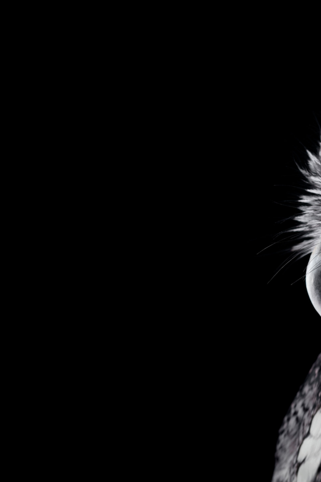 Обои сова, чёрно-белое, профиль, птица, owl, black and white, profile, bird разрешение 3840x2400 Загрузить