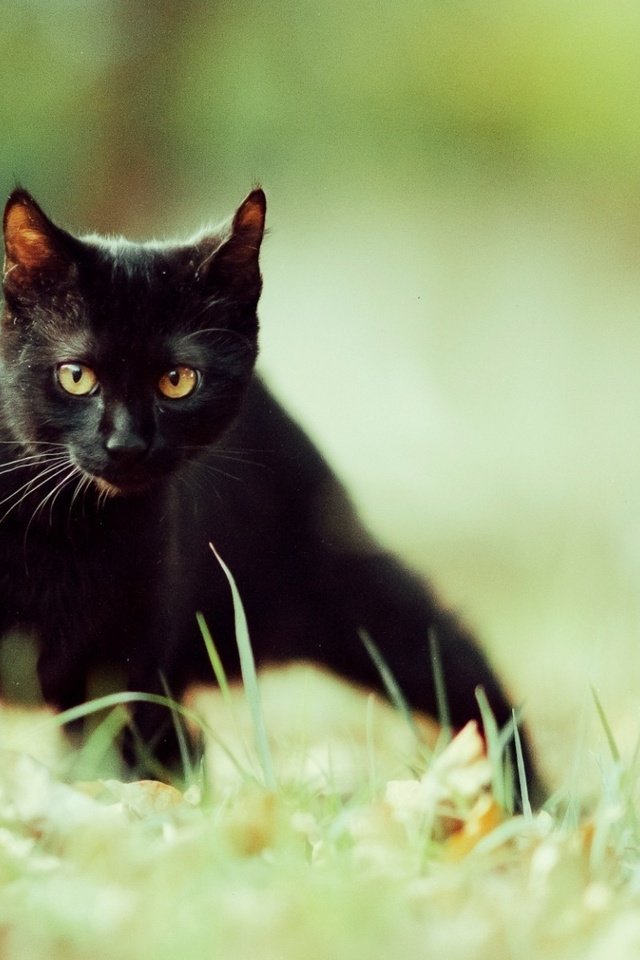 Обои глаза, фон, усы, кошка, взгляд, котенок, чёрная кошка, eyes, background, mustache, cat, look, kitty, black cat разрешение 1920x1200 Загрузить