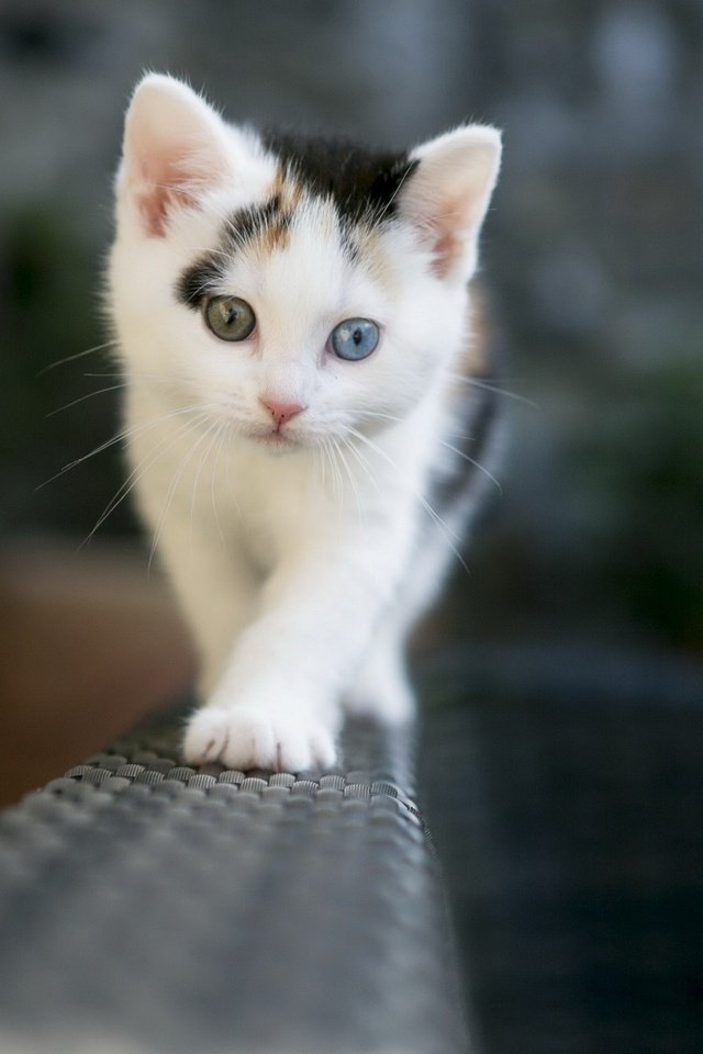 Обои глаза, фон, усы, кошка, взгляд, котенок, eyes, background, mustache, cat, look, kitty разрешение 2560x1600 Загрузить