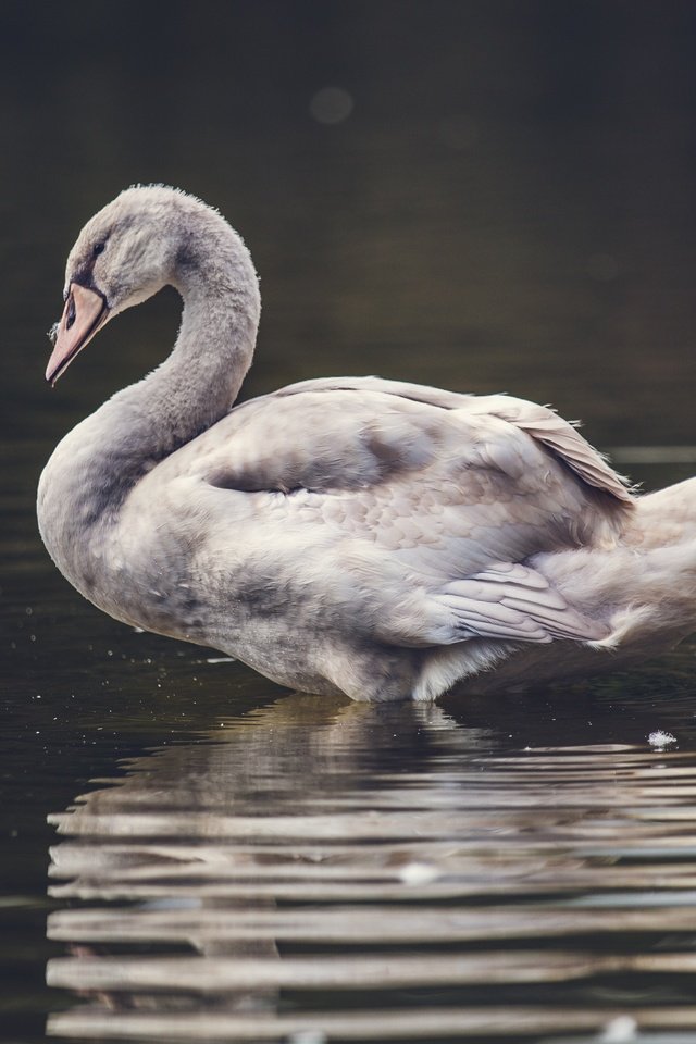 Обои вода, природа, крылья, птица, клюв, лебедь, water, nature, wings, bird, beak, swan разрешение 5518x3679 Загрузить