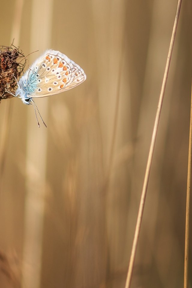 Обои трава, растения, насекомое, бабочка, крылья, стебли, grass, plants, insect, butterfly, wings, stems разрешение 2560x1600 Загрузить