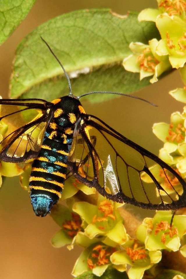 Обои цветы, макро, бабочка, flowers, macro, butterfly разрешение 1920x1200 Загрузить