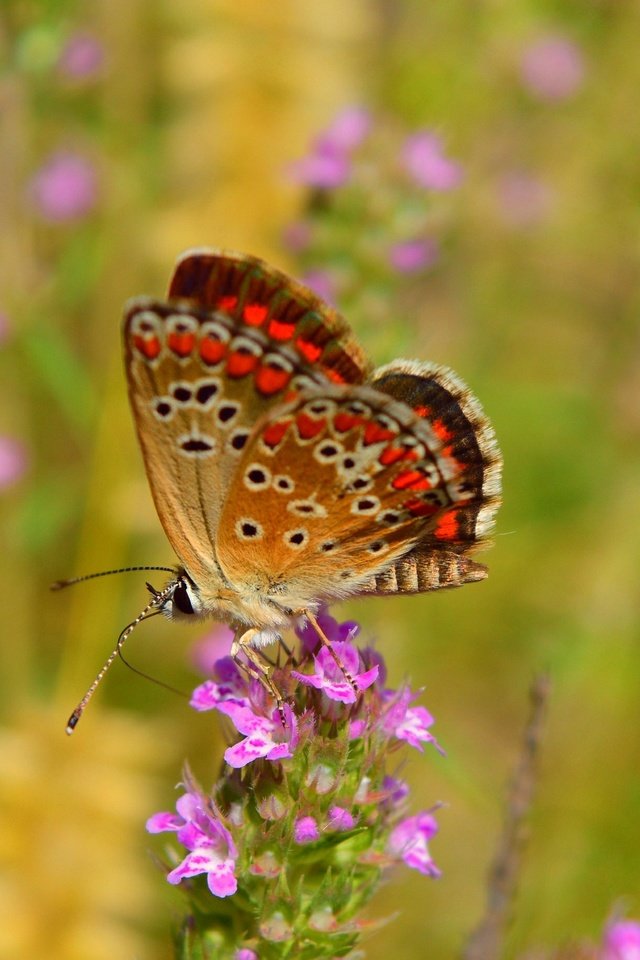 Обои цветы, макро, насекомое, бабочка, крылья, flowers, macro, insect, butterfly, wings разрешение 3000x1835 Загрузить