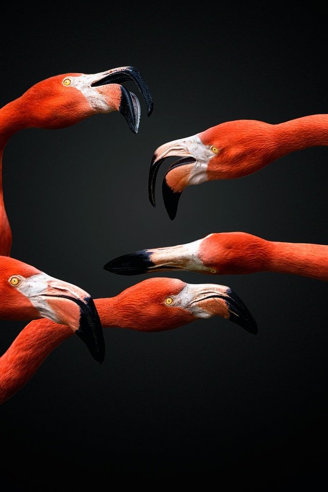 Обои фламинго, птицы, клюв, черный фон, перья, шея, flamingo, birds, beak, black background, feathers, neck разрешение 2500x1651 Загрузить