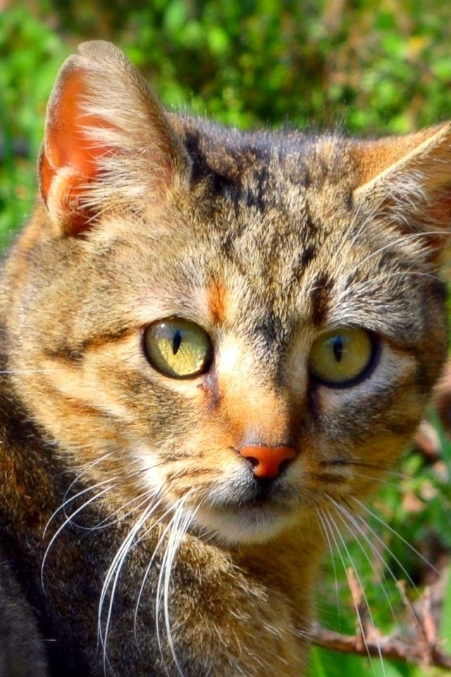 Обои кот, мордочка, усы, кошка, взгляд, боке, cat, muzzle, mustache, look, bokeh разрешение 2196x1369 Загрузить