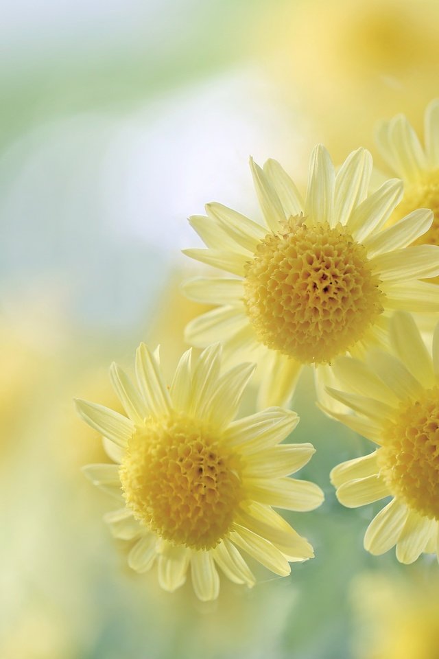 Обои цветы, макро, размытость, желтые, хризантемы, боке, flowers, macro, blur, yellow, chrysanthemum, bokeh разрешение 2048x1365 Загрузить