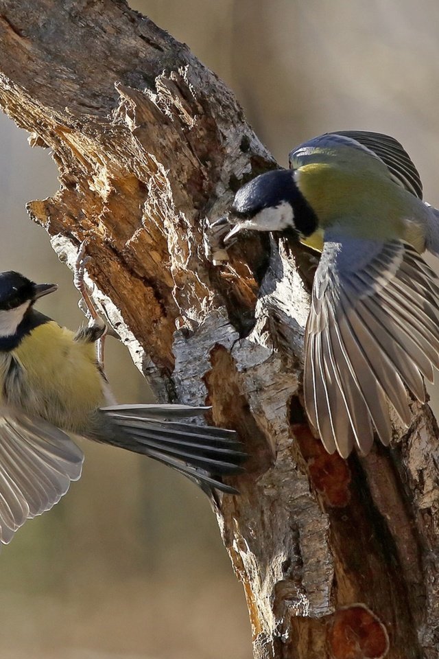 Обои дерево, крылья, птицы, клюв, перья, ствол, синицы, tree, wings, birds, beak, feathers, trunk, tits разрешение 3840x2160 Загрузить