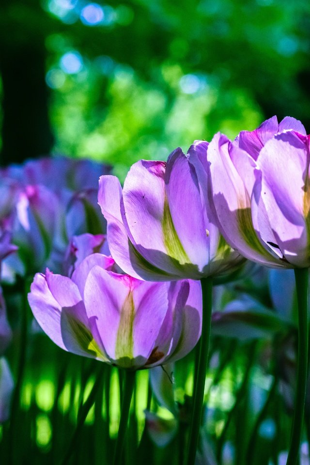 Обои свет, клумба, цветы, сиреневые, зелень, бутоны, лепестки, весна, тюльпаны, стебли, light, flowerbed, flowers, lilac, greens, buds, petals, spring, tulips, stems разрешение 6000x3375 Загрузить