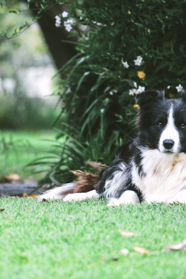 Обои трава, собака, лежа, бордер-колли, grass, dog, lying, the border collie разрешение 3888x2592 Загрузить