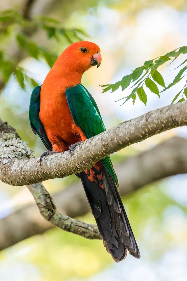 Обои ветка, дерево, птица, клюв, перья, попугай, branch, tree, bird, beak, feathers, parrot разрешение 2048x1365 Загрузить