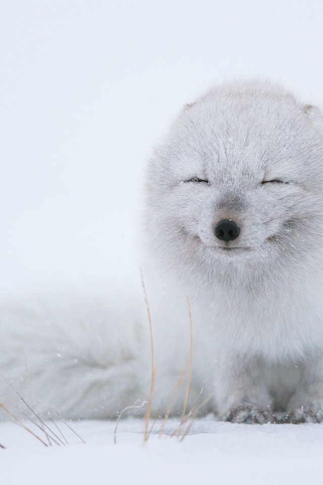 Обои снег, зима, хищник, песец, полярная лисица, арктическая лиса, snow, winter, predator, fox, polar fox, arctic fox разрешение 2500x1664 Загрузить