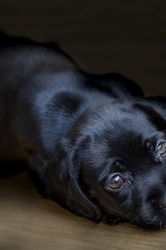 Обои черный, собака, щенок, лабрадор, ретривер, black, dog, puppy, labrador, retriever разрешение 2560x1696 Загрузить
