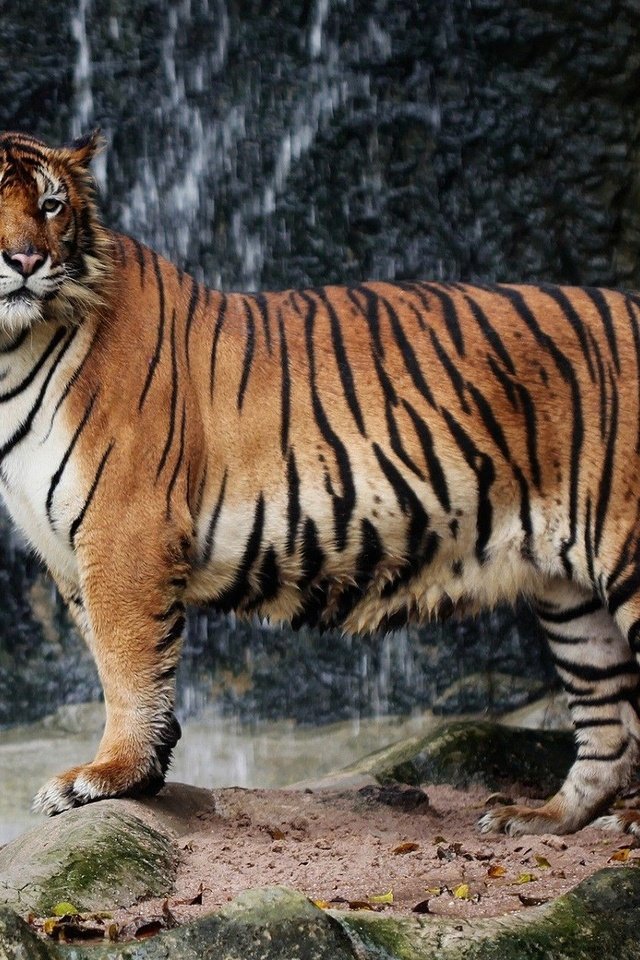 Обои тигр, природа, большая кошка, животное, дикая природа, зоопарк, tiger, nature, big cat, animal, wildlife, zoo разрешение 1920x1200 Загрузить