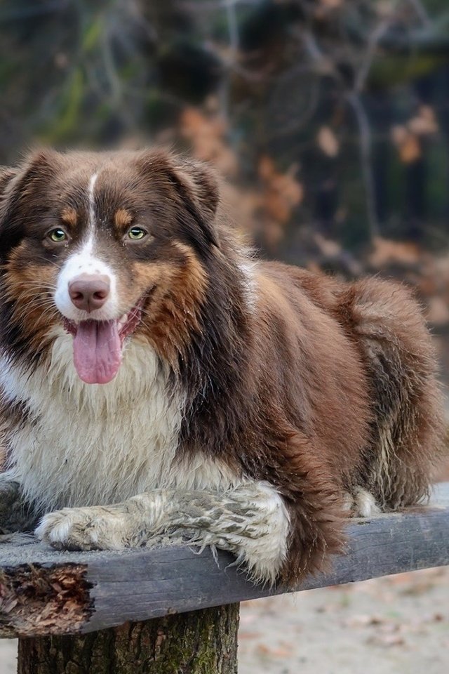 Обои взгляд, собака, скамья, австралийская овчарка, look, dog, bench, australian shepherd разрешение 1920x1080 Загрузить