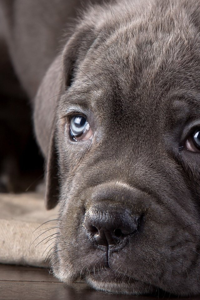 Обои глаза, взгляд, собака, щенок, кане-корсо, eyes, look, dog, puppy, cane corso разрешение 3840x2160 Загрузить