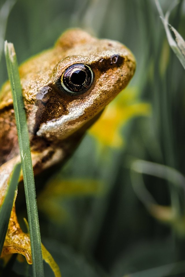 Обои трава, лягушка, лягуха, жаба, земноводные, grass, frog, toad, amphibians разрешение 1920x1200 Загрузить