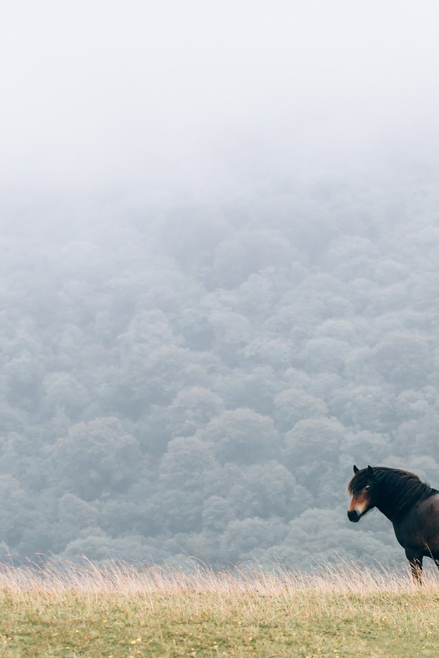 Обои лошадь, природа, туман, поле, конь, грива, horse, nature, fog, field, mane разрешение 4095x2730 Загрузить