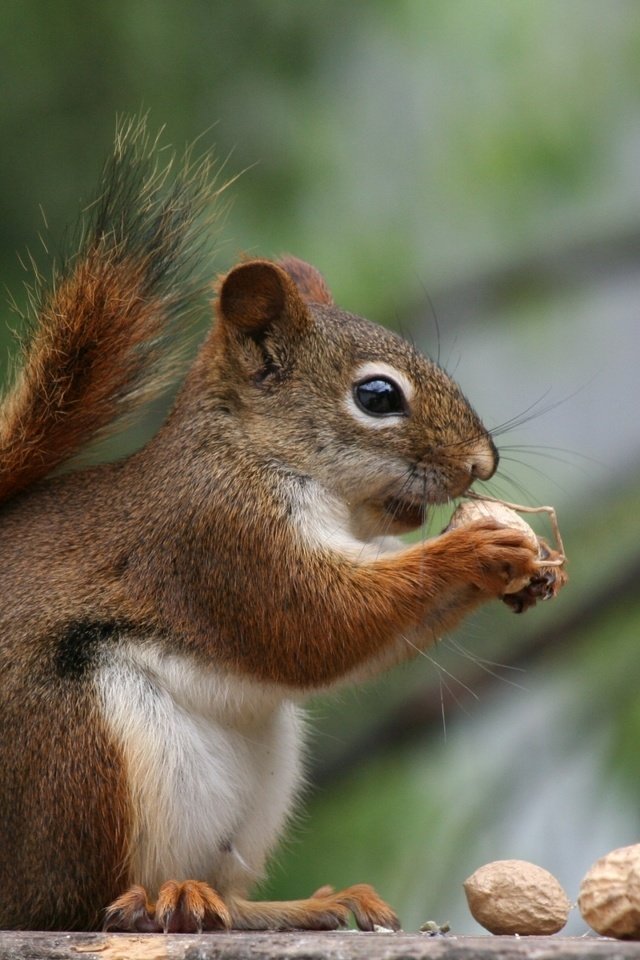 Обои орехи, хвоя, профиль, белка, хвост, арахис, белочка, nuts, needles, profile, protein, tail, peanuts, squirrel разрешение 1920x1200 Загрузить